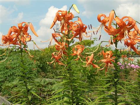 lilium lancifolium tiger lily red spider lily tiger lily cottage