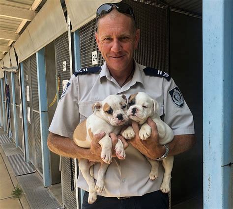 Rspca Nsw Outlines Bushfire Relief And Recovery Plan Central Coast