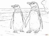 Humboldt Penguin Coloring Pages Pair Printable sketch template