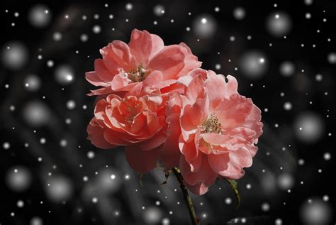 images branch blossom snow winter dew flower petal rose