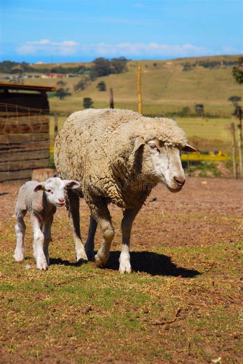 sheep  lamb stock image image  herbivorous agriculture