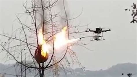 wasp nest incinerated  flamethrower   drone  china world news sky news