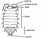Pill Woodlice Woodlouse Thorax Porcellio sketch template
