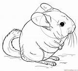 Chinchilla Drawing Draw Tutorials Animals Step Drawings Supercoloring Chinchillas Coloring Getdrawings Sketch Line Cute sketch template