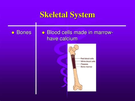 Ppt Introduction To The Body Systems Powerpoint Presentation Free