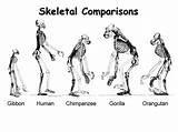 Evolution Human Skeletal Comparisons Getdrawings Drawing Presentation Ppt Powerpoint sketch template