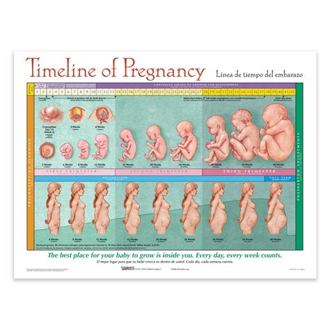 timeline  pregnancy chart childbirth graphics