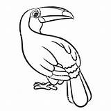 Toucan Coloring Pages Getcolorings Color sketch template