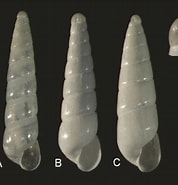 Afbeeldingsresultaten voor "eulimella Acicula". Grootte: 178 x 185. Bron: www.researchgate.net