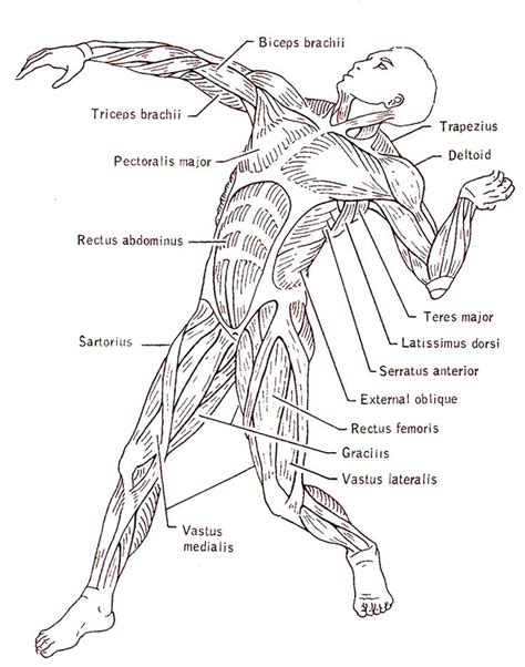 muscular system drawing  getdrawings