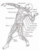 Muscle Musculoskeletal Systems Unit Skeletal Nurse sketch template
