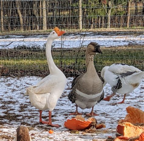 geese  winter  martha stewart blog