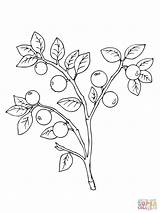 Coloring Berries Pages Whortleberry Drawing Bilberry Printable sketch template