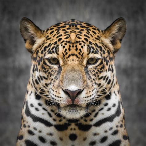 jaguar face close  stock image image  outdoors leopard