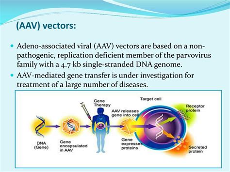 Ppt Gene Therapy With Adeno Associated Virus Powerpoint Presentation