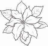 Poinsettia Coloring Draw Drawing Outline Sketch Line Flower National Color Christmas Clip Clipart Luna Drawings Flowers Size Popular Trinidad Library sketch template