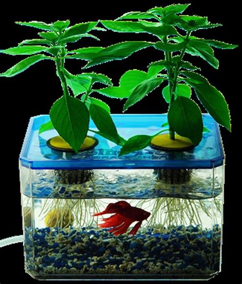 gorgeous mini aquaponics ideas  home decorations