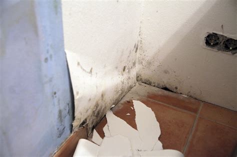 tips  hiring  mold removal company