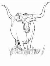 Longhorn Cattle Coloring sketch template