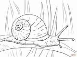 Snail Garden Coloring Pages Printable Drawing Realistic Colouring Snails Color Sheets Supercoloring Clipart Sea Ipad Schnecke Schnecken Nature Kids Animal sketch template