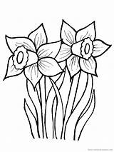 Daffodil Coloring Flower Daffodils Pages Drawing Line Spring Drawings Flowers Print Creative Jarní Cz Color Vytisknutí Clipart Clip Narcis March sketch template