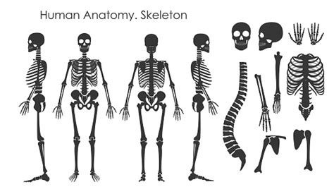 vector illustration set of human bones skeleton in