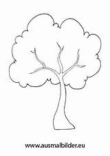 Baum Zum Ausmalbild Ausmalen Laubbaum Bäume Malvorlage Herbstbaum Buchenblatt Drachen Kostenlosen sketch template