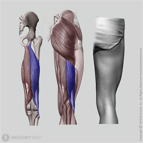 biceps femoris encyclopedia anatomyapp learn anatomy  models