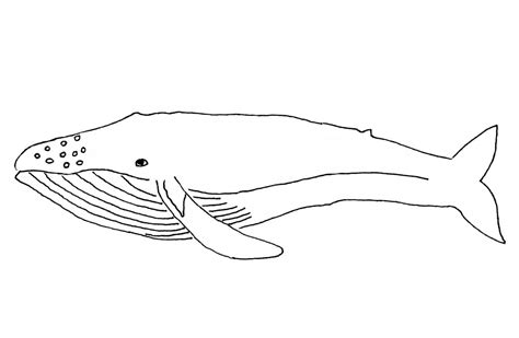 whale coloring pages  kids pictures animal place