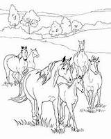Coloring Horse Pages Herd Horses Printable Realistic Colouring Wild Foal Show Drawings Kids Breyer Sheets Jumping Western Adult Getcolorings Hästar sketch template