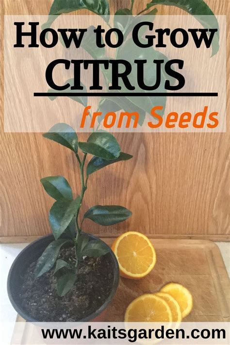 grow citrus  seeds kaits garden urban gardening diy