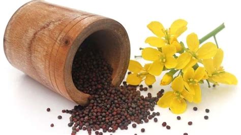 mustard flower   exotic benefits boldskycom