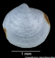 Afbeeldingsresultaten voor "thyasira Gouldi". Grootte: 176 x 185. Bron: naturalhistory.museumwales.ac.uk