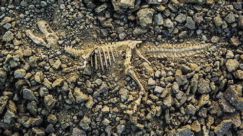 bbc world service crowdscience   fossils     dug    rex fossil