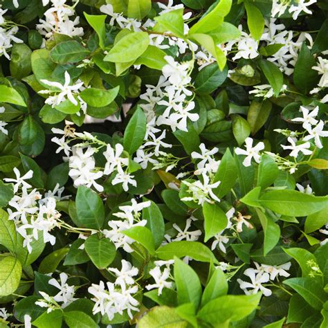white potted jasmine plant  sale jasmine star fragrant easy
