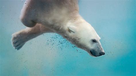 polar bear plunge bing wallpaper
