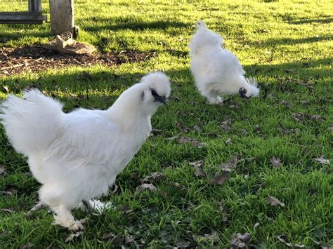 white chickens standing  top   lush green field