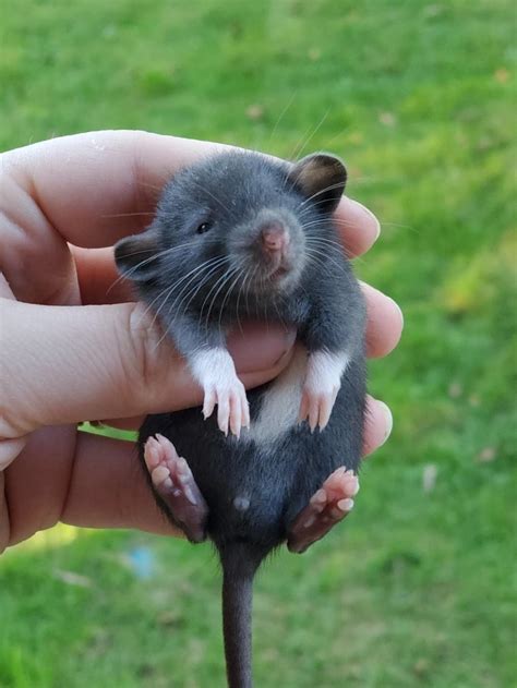 baby rat   local breeder raww