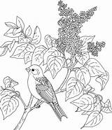 Coloring Bird Lilac Flower sketch template