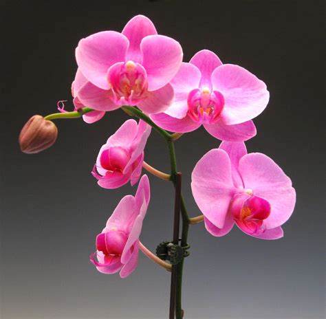 ten exquisite pink orchid flowers  spring orchidaceous orchid blog