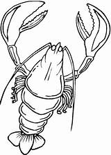 Lobster Coloring Pages Drawing Lobsters Maine Printable Kids Color Supercoloring Getdrawings Colorings sketch template