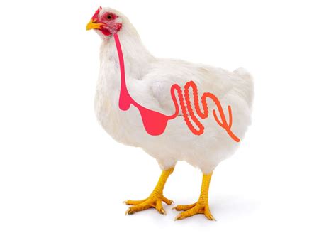 poultry global nutrition international