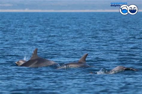 delfini avvistati sul litorale a fiumicino nel weekend