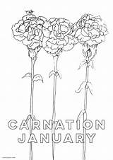 Carnation Birth Grab sketch template