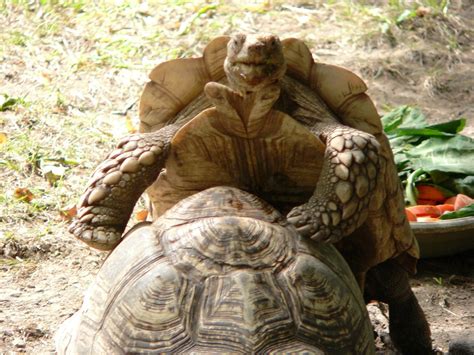 Tortoises Hump And Fingers Freeze As Open Science Catches Fire January