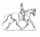 Dressage Horse Drawing Coloring Pages Saddle Horses Drawings Bridle Optimizing Riding Print Getcolorings Getdrawings Soundness Color Dres Sketch Choose Board sketch template