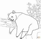 Panda Coloring Printable Pages sketch template