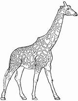 Giraffe Mewarnai Girafa Realistic Jerapah Hewan Sketsa Giraffes Selvagem Darat Entitlementtrap Kumpulan Everfreecoloring Animasi Trend Garuda Burung Colorironline sketch template
