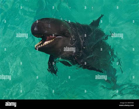 false killer whale stock photo alamy