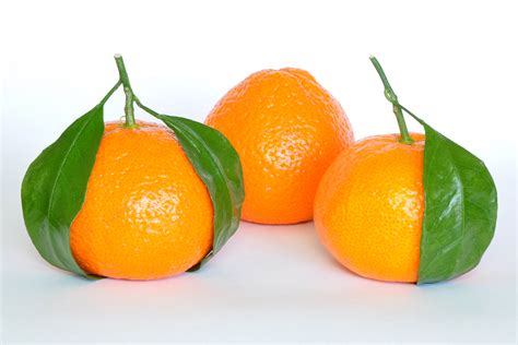 filemandarin oranges citrus reticulatajpg wikipedia